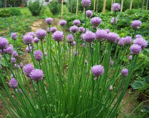 Szczypiorek (Allium schoenoprasum)