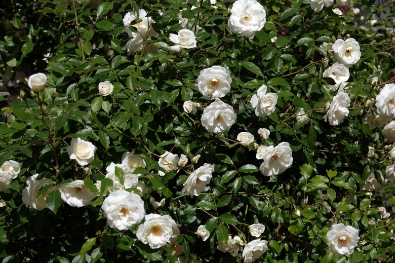 jak uprawiać róże okrywowe