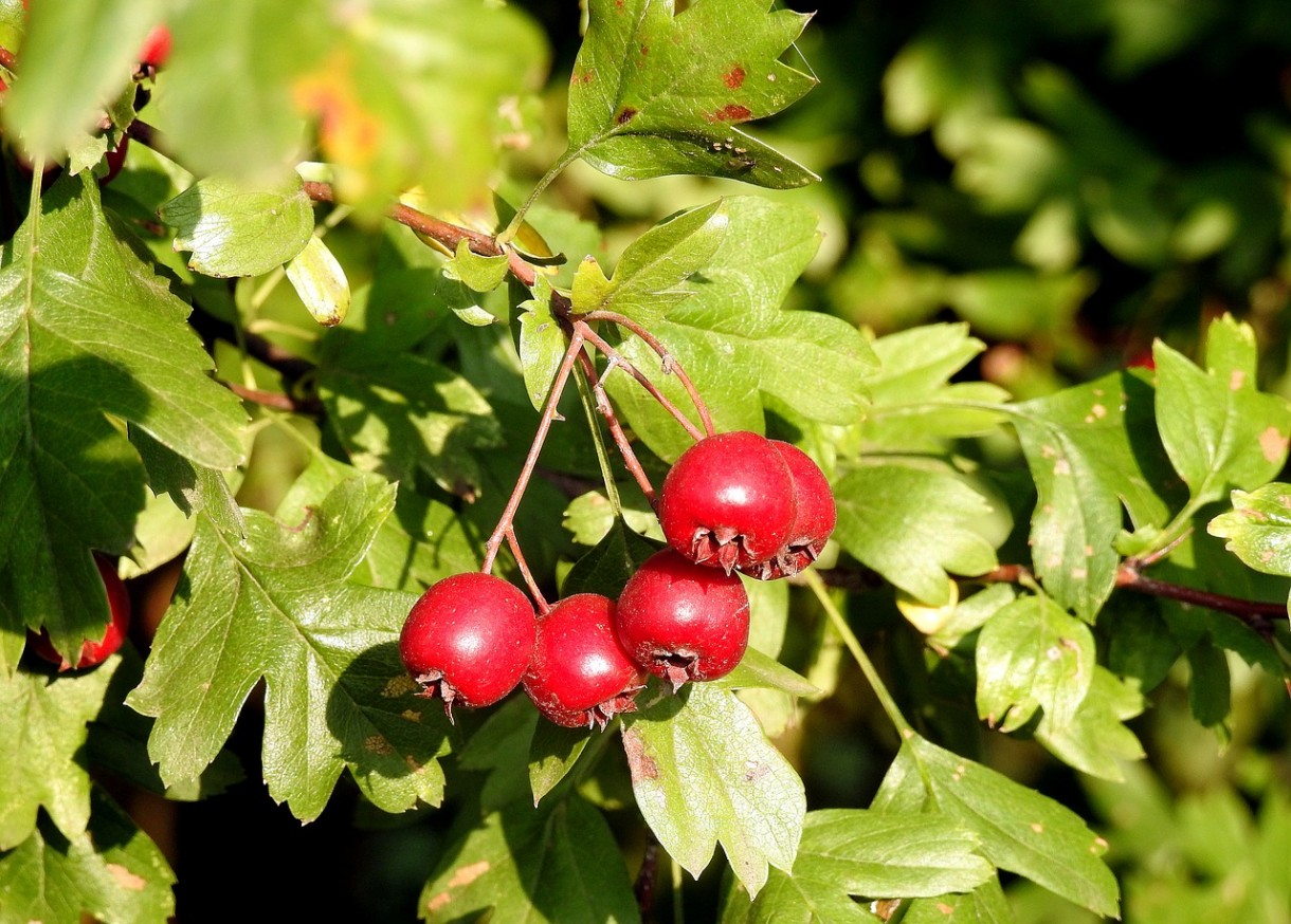 Głóg - naturalny sposób na odporność