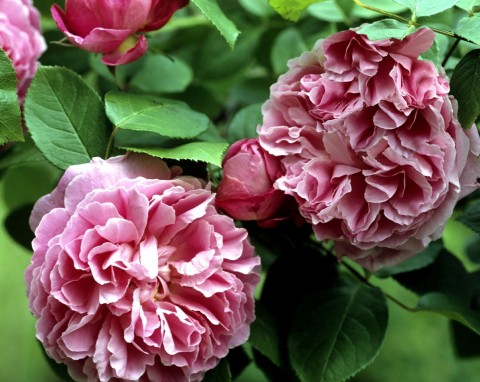 Róże kanadyjskie – piękne i wytrzymałe. Najlepsze odmiany, pielęgnacja i uprawa