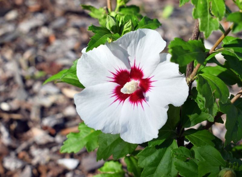 Hibiskus ogrodowy trzeba zabezpieczyć przed nadejściem pierwszych przymrozków.