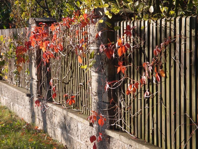 Ogród, Ogród jesienny - ten stary płot od torów  też jużobrasta