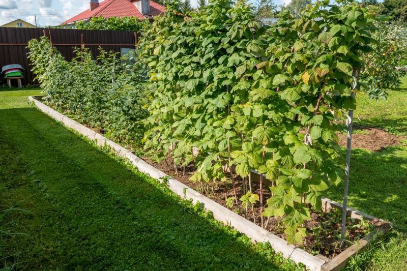 Podłoże wokół malin warto wyściółkować wybranym materiałem organicznym.