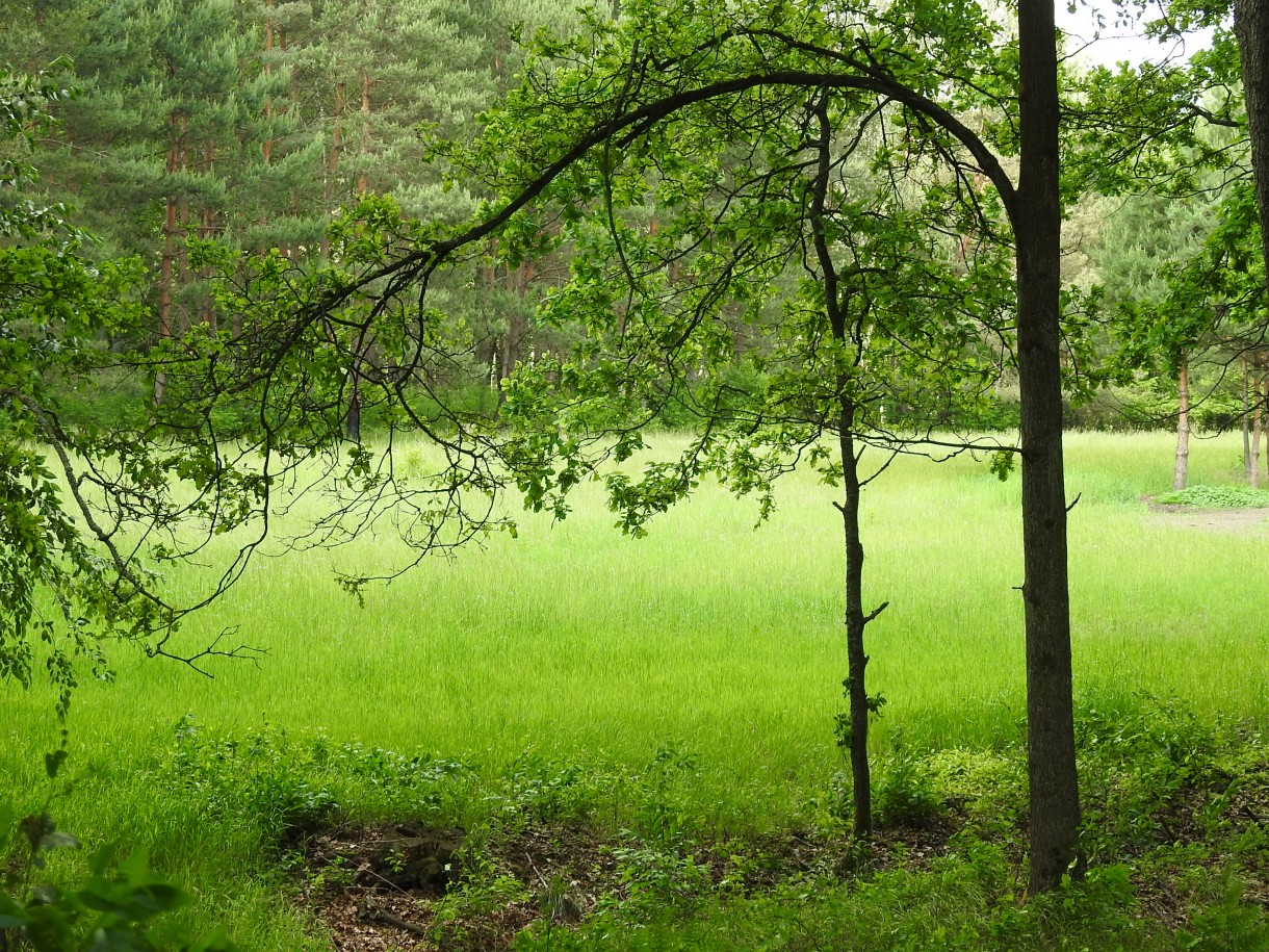 Leśne klimaty, Tak się w lesie dzień zaczyna...