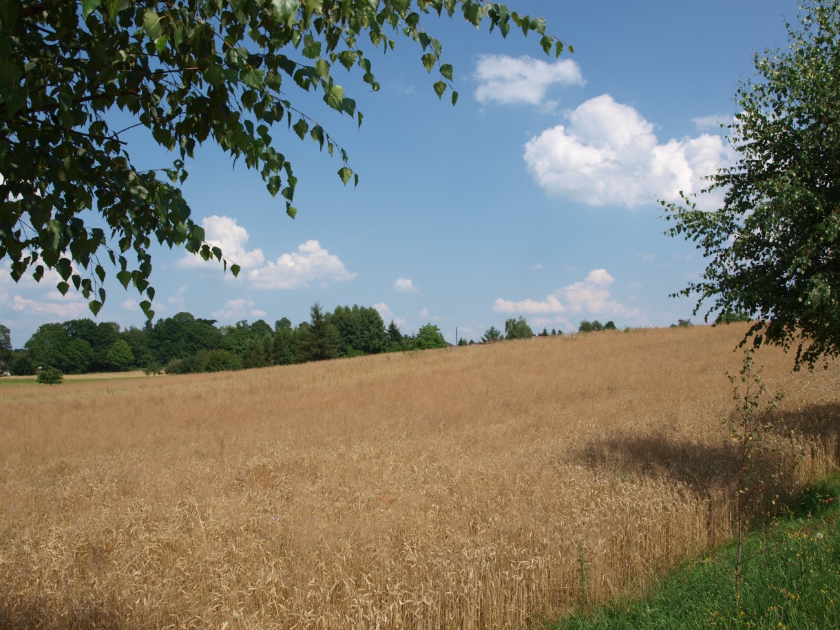 Pozostałe, Lato za miastem