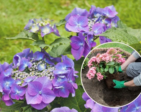 Sadzenie hortensji na wiosnę – hartowanie i pielęgnacja hortensji po posadzeniu. Zobaczysz, jak pięknie zakwitnie
