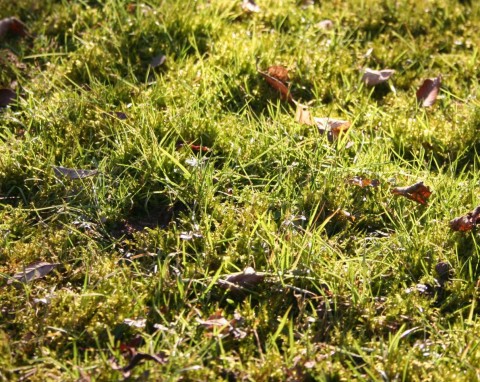 Wiosną na trawniku nie będzie nawet kępki mchu. Pod warunkiem, że zaczniesz działać już w lutym