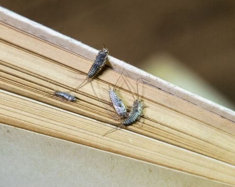 15 robaków, które żyją w twoim domu. Jak rozpoznać i szybko pozbyć się szkodników?