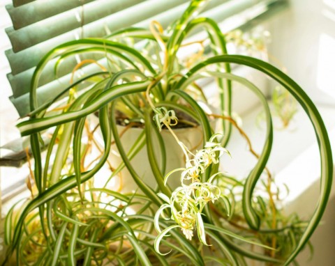 Te rośliny doniczkowe można rozmnażać w zimie. Bez problemu wypuszczą korzenie