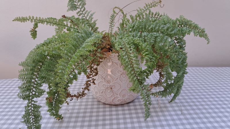 Nieodpowiednio pielęgnowana paprotka błyskawicznie marnieje.