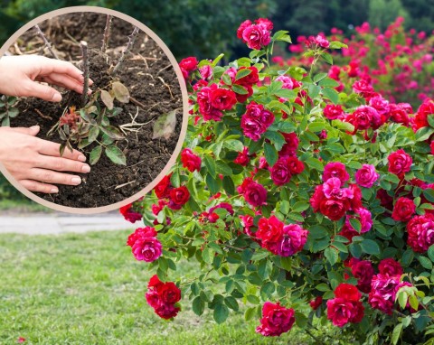 Kiedy przesadzać róże ogrodowe i jak to robić? Czy można przesadzać stare róże?