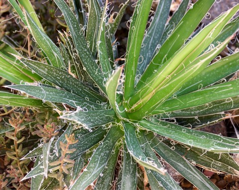 Agawa nitkowata (Agave filifera)