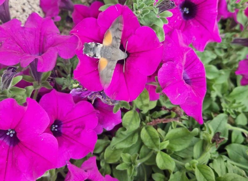 Fruczak gołąbek nazywany jest polskim kolibrem.