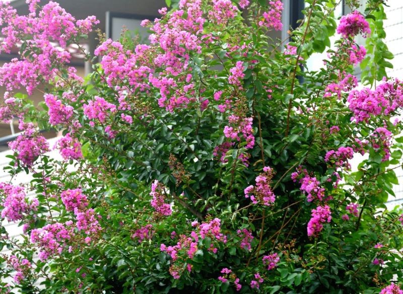 Lagerstroemia to bajecznie kwitnący krzew.
