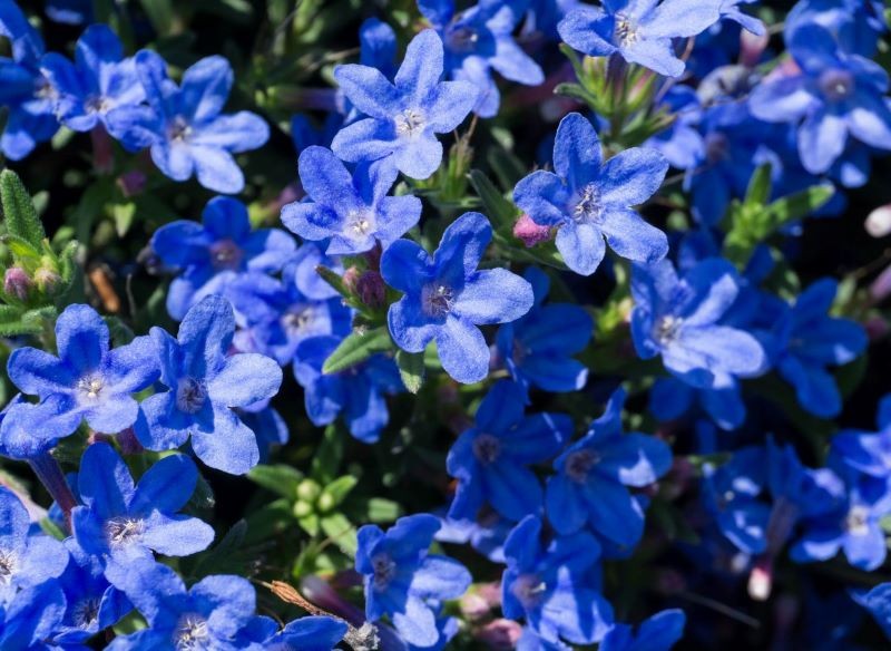 Nawrot rozpierzchły kwitnie najobficiej na słonecznych stanowiskach.