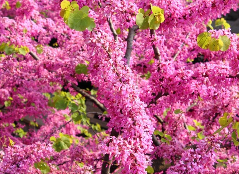 Judaszowiec południowy najlepiej kwitnie w żyznej i wapiennej glebie.