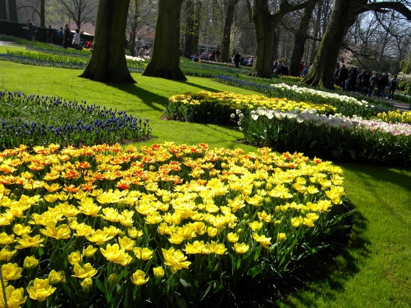 jak sadzić kwiaty cebulowe jesienią