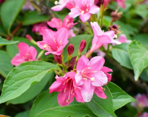 Krzewuszka cudowna (Weigela florida)