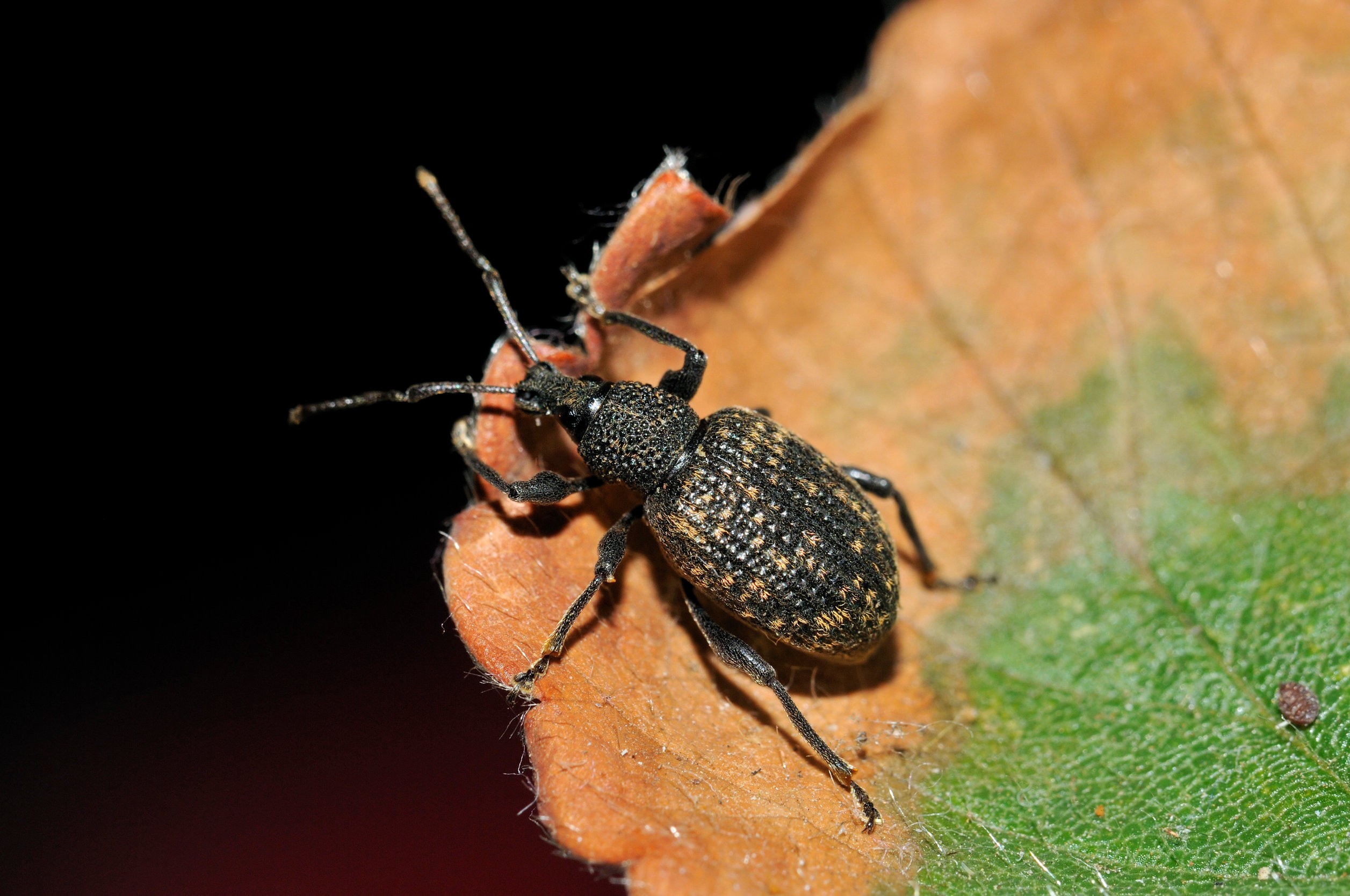 Opuchlach truskwakowiec n liściu