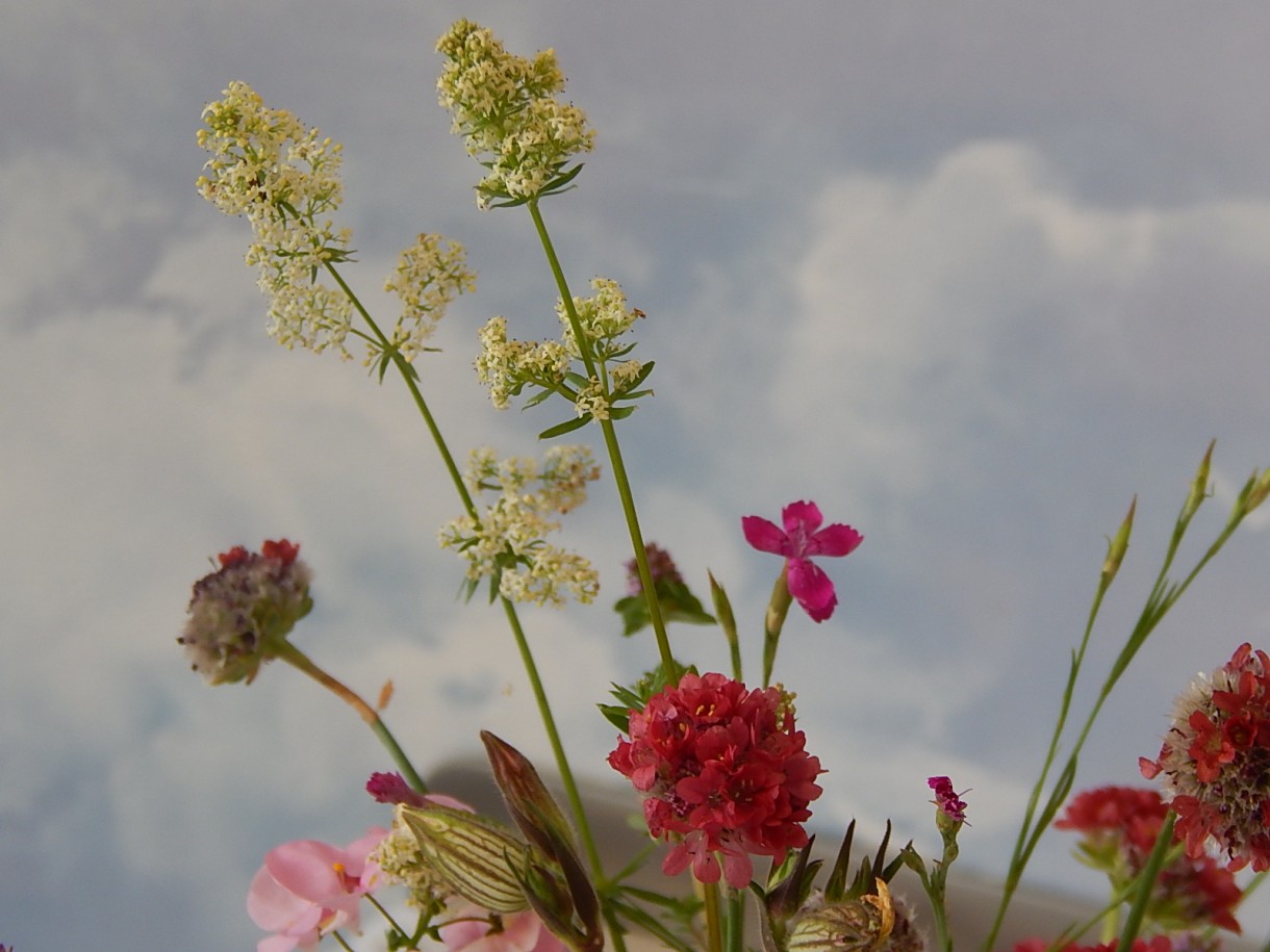 Ogród, FLOWER POWER :)