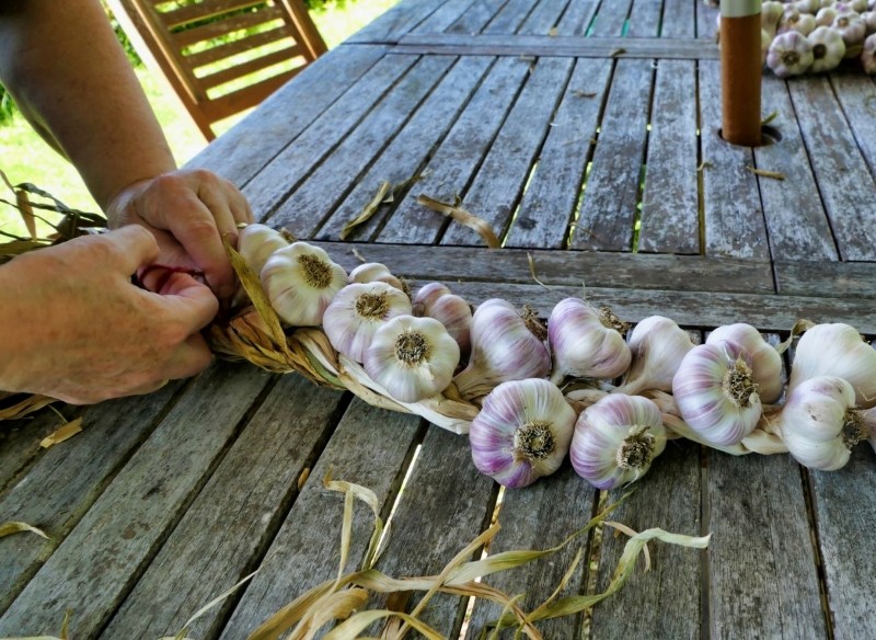 jak przechowywać czosnek przez zimę