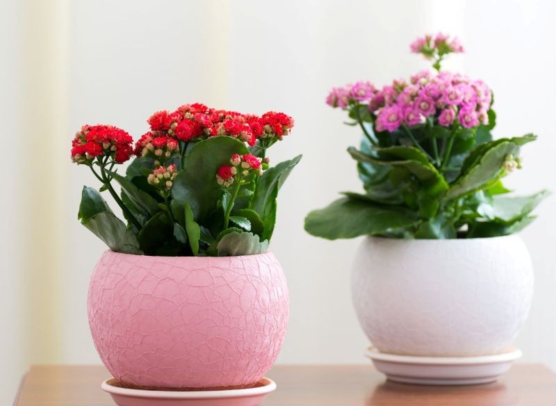 Kalanchoe to żelazna roślina doniczkowa. 