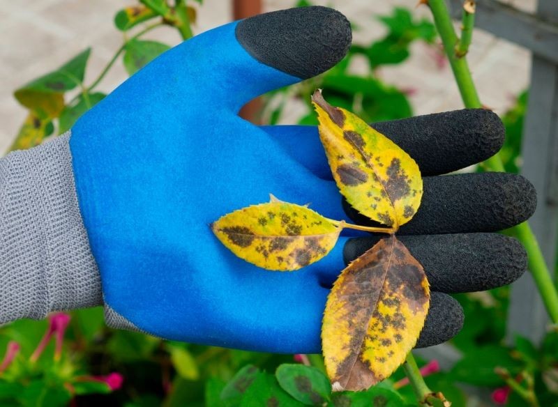 Jak rozpoznać czarną plamistość róż?