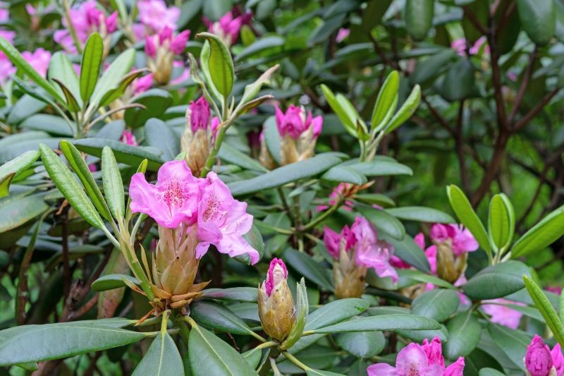 Dzięki odpowiednim nawozom zastosowanym pod koniec lata rododendron zawiąże więcej pąków kwiatowych.