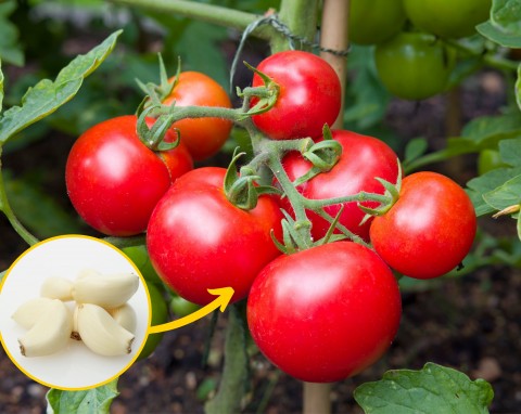 Tak wzmocnisz pomidory i uchronisz je przed chorobami. Jak wykonać oprysk z czosnku?