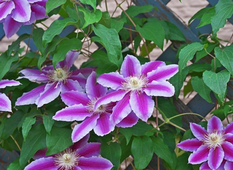 Sposób cięcia clematisów zależy od terminu kwitnienia.