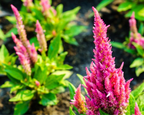 Tawułka Arendsa (Astilbe ×arendsii)