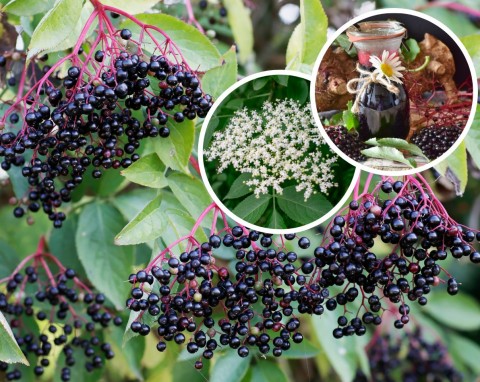 Czarny bez – pielęgnacja i uprawa. Kiedy zbierać owoce czarnego bzu?