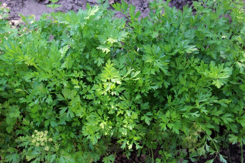 Pietruszka o krzywych korzeniach zwykle ma bujną nać, więc problem trudno wcześnie zidentyfikować.