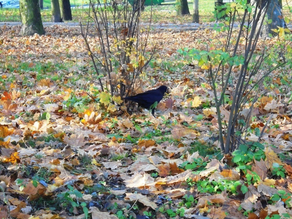 Rośliny, JESIEŃ  LŚNI  ZŁOCIŚCIE - Park Kachla Bytom