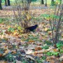 Rośliny, JESIEŃ  LŚNI  ZŁOCIŚCIE - Park Kachla Bytom