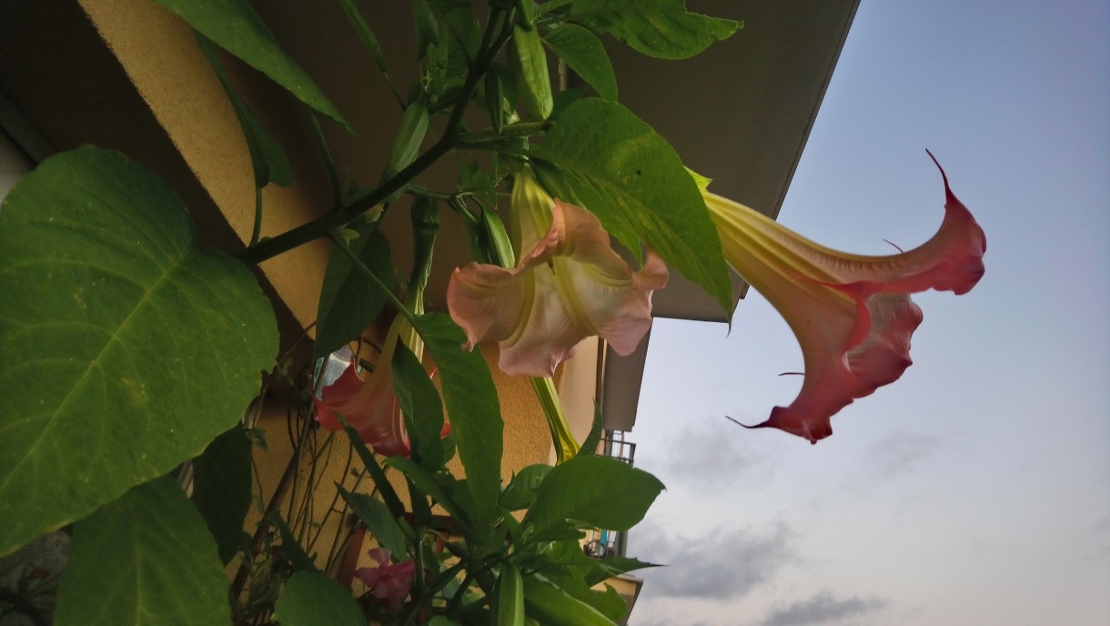 Balkon, Lato na balkonie.............moje datury........... - ................datura w pełni kwitnienia...............