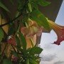 Balkon, Lato na balkonie.............moje datury........... - ................datura w pełni kwitnienia...............