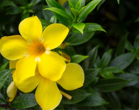 Alamanda pachnąca (Allamanda)