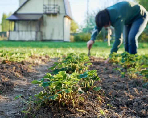 Jak poprawić jakość gleby jesienią? 6 sposobów na idealny ogród na wiosnę
