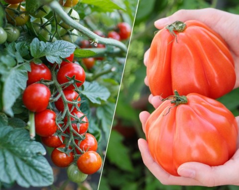 Nie możesz doczekać się pachnących pomidorów z ogródka? Te odmiany owocują najwcześniej