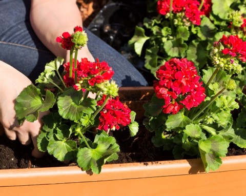 Bezobsługowe zimowanie pelargonii. Prosta i bardzo dobra metoda polecana przez ogrodników