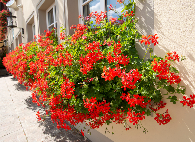 Rośliny, Pelargonie