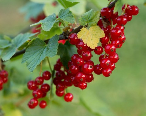 Rośliny, które trzeba sadzić obok porzeczek. Chronią i podwajają plony