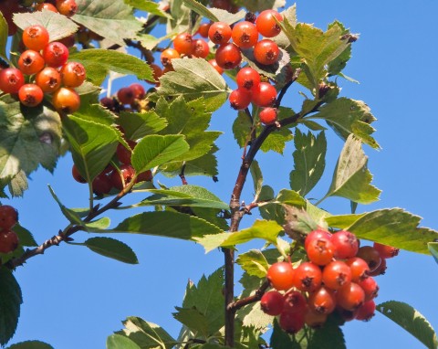 Głóg pośredni (Crataegus media)