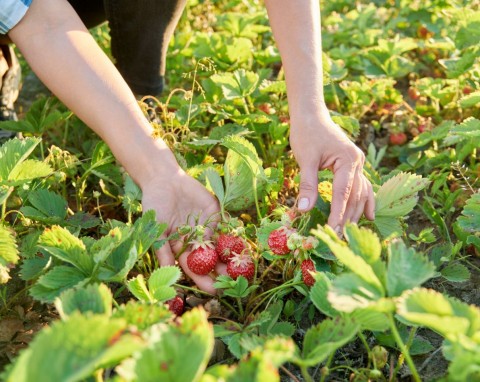 Takiego przepisu na pyszne, soczyste truskawki jeszcze nie znasz. Naturalny nawóz działa cuda