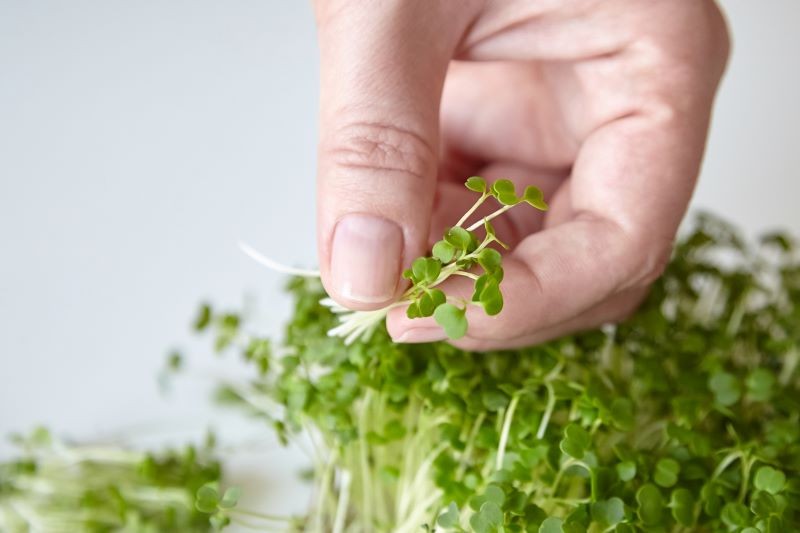 Mikrolistki są bombą witamin i składników mineralnych.