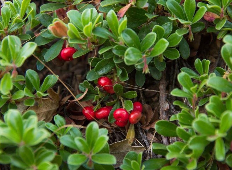 Owoce mącznicy lekarskiej są jadalne, ale bardzo kwaśne.