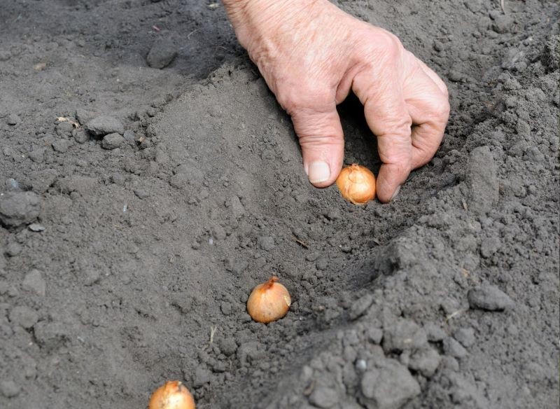 Optymalny termin sadzenia cebuli pozwala na uzyskanie satysfakcjonujących plonów.