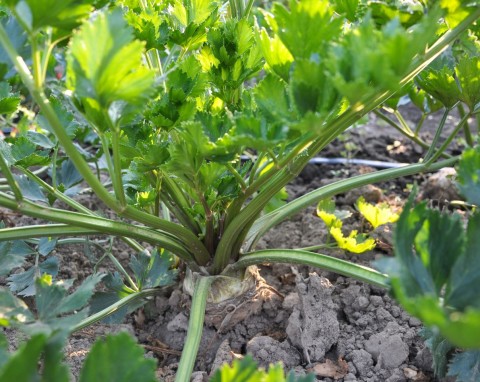 Zwróć uwagę podczas zbioru selera. Jeden szczegół wpłynie na jakość warzywa