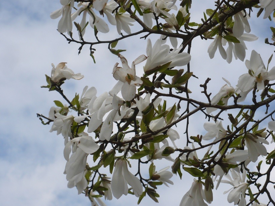 Pozostałe, Czas na majówkę ..........i..........czas na magnolie .......... - ...............i kwitnąca magnolia...............